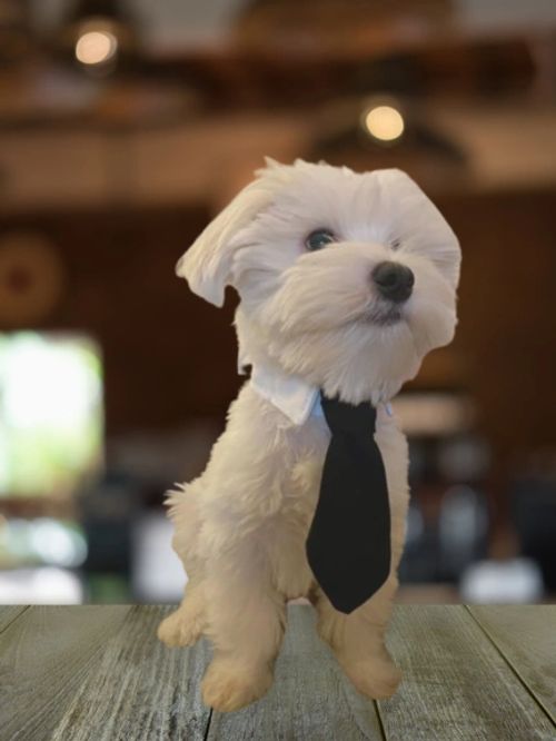 Archie, Chief Paws Officer
